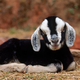 Image for article titled A priest wants to warn you of the seven deadly sins... through pictures of goats